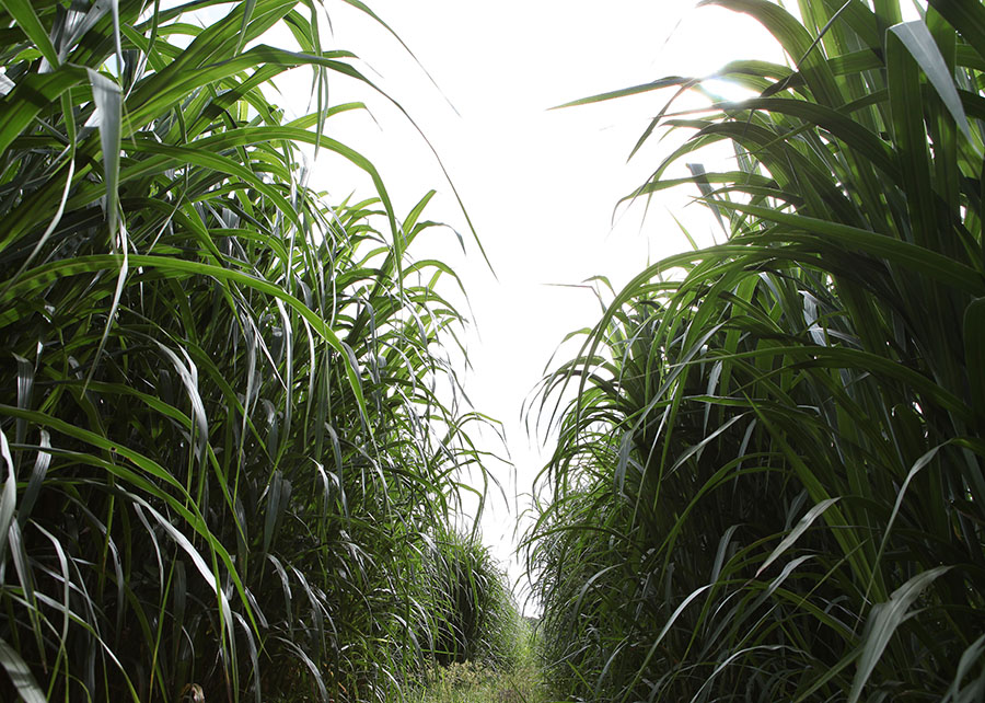 Sequenciamento de uma coleção global de capim-elefante revela genes ligados à produtividade